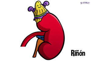 glandulas suprarrenales pdf: glandulas suprarrenales anatomia