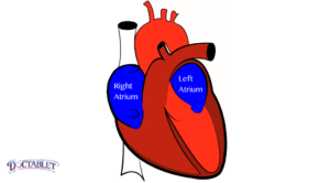 The atrium receive the blood that returns to the heart from different sources.