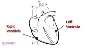 The lower chambers of the heart. There are two ventricles, each with a different function. The right ventricle is a receiving chamber where blood from veins accumulates before it moves on into the lungs. The left ventricle is a muscular cavity whose function is to push blood out into the body.