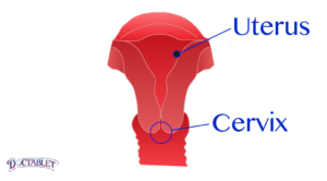 Narrow passage formed from the bottom of the uterus that connects the uterus to the vagina. Named because of its “neck-like” shape.