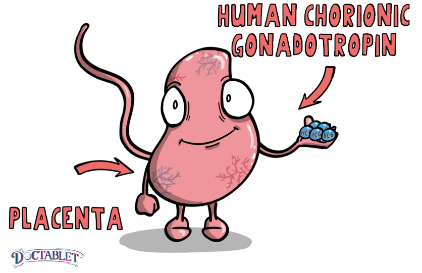 What is HCG? Human Chorionic Gonadotropic