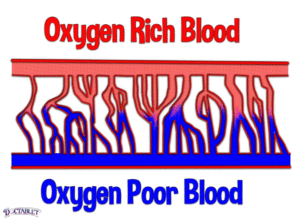 Microvascular, Microvascular Definition, Microvascular Animation