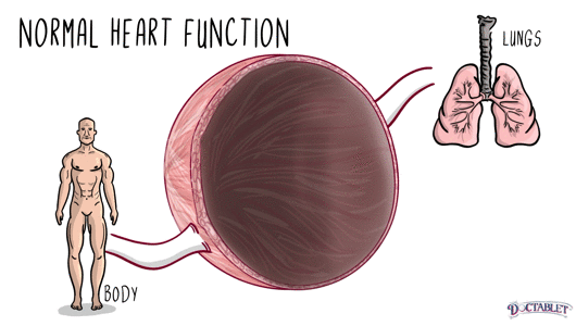 Normal heart function is a cycle between systole and diastole.