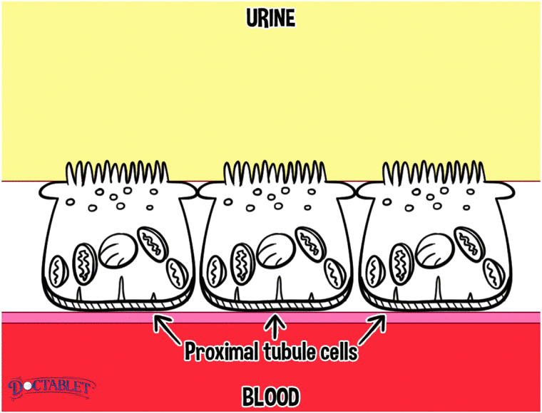 Inhibitors of the sodium-glucose co-transporter 2 bind this receptor and block a portion of sugar reabsorption, causing sugar to spill out into the urine even at normal blood sugar levels. 