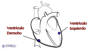 Las cámaras inferiores del corazón. Hay dos ventrículos, cada uno con una función diferente. El ventrículo derecho es una cámara de recepción donde la sangre de las venas se acumula antes de que se mueve a los pulmones. El ventrículo izquierdo es una cavidad muscular, cuya función es impulsar la sangre hacia el cuerpo.