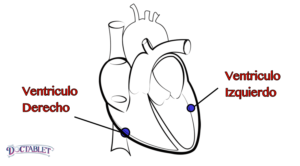 Las cámaras inferiores del corazón. Hay dos ventrículos, cada uno con una función diferente. El ventrículo derecho es una cámara de recepción donde la sangre de las venas se acumula antes de que se mueve a los pulmones. El ventrículo izquierdo es una cavidad muscular, cuya función es impulsar la sangre hacia el cuerpo.