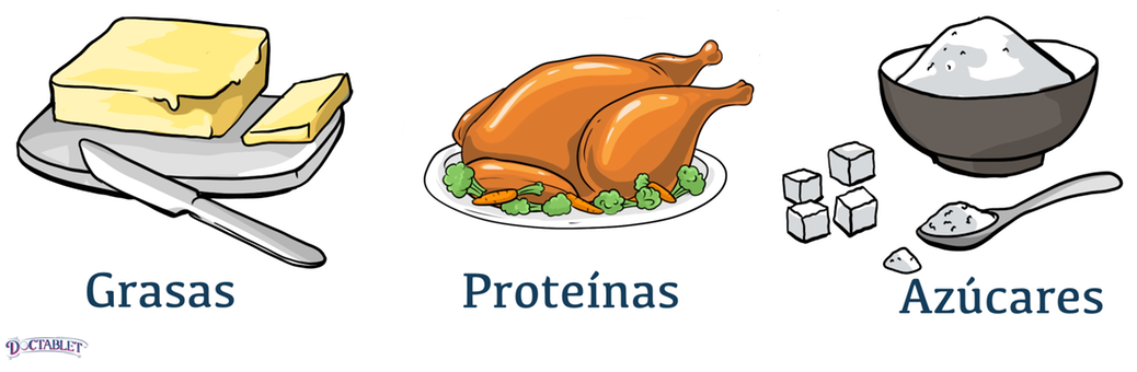 Hay tres ingredientes principales en los alimentos que proporcionan energía - grasas, carbohidratos y proteínas.
