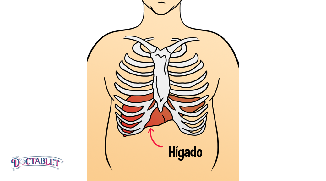 Función del hígado