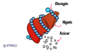 Función del Glucagón