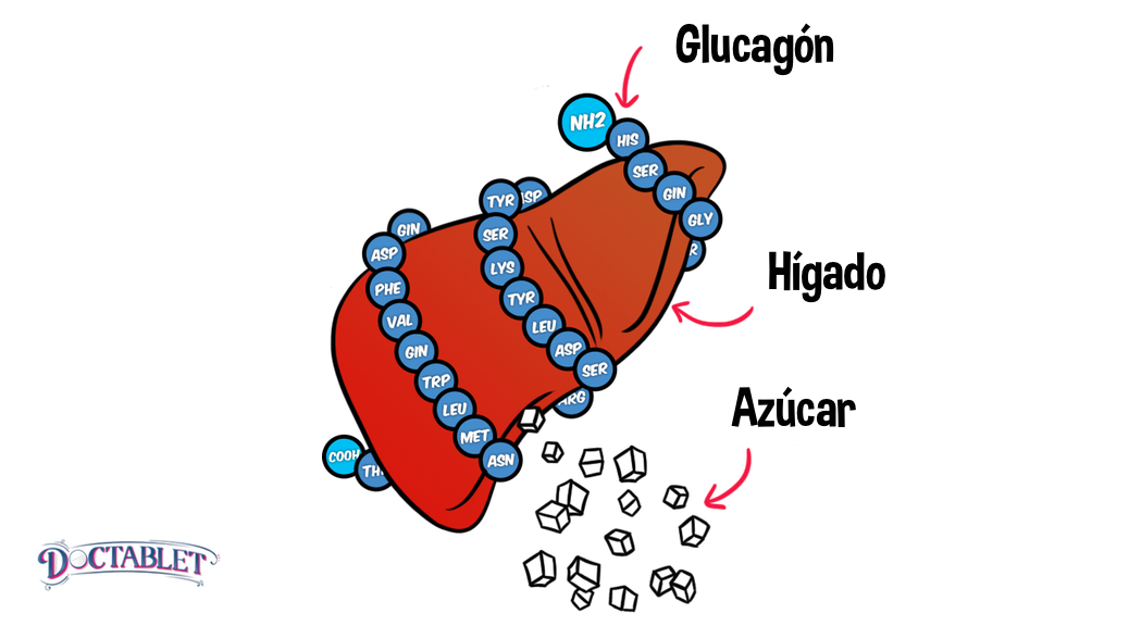 Función del Glucagón
