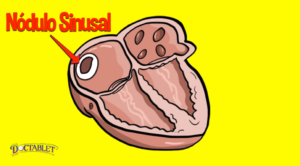 El Nódulo Sinusal