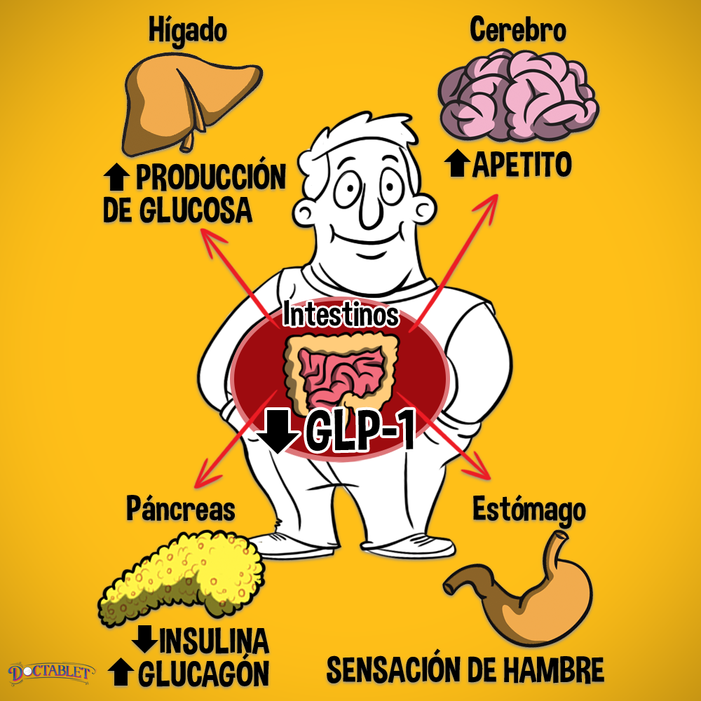  Función de GLP-1 en una persona con diabetes