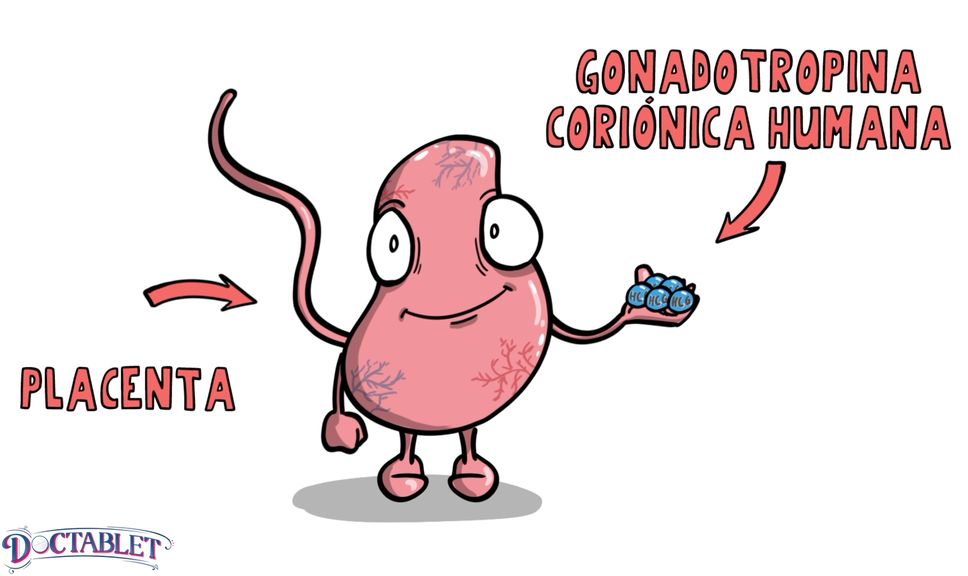 Qué es la HCG, una hormona llamada Gonadotropina Coriónica Humana