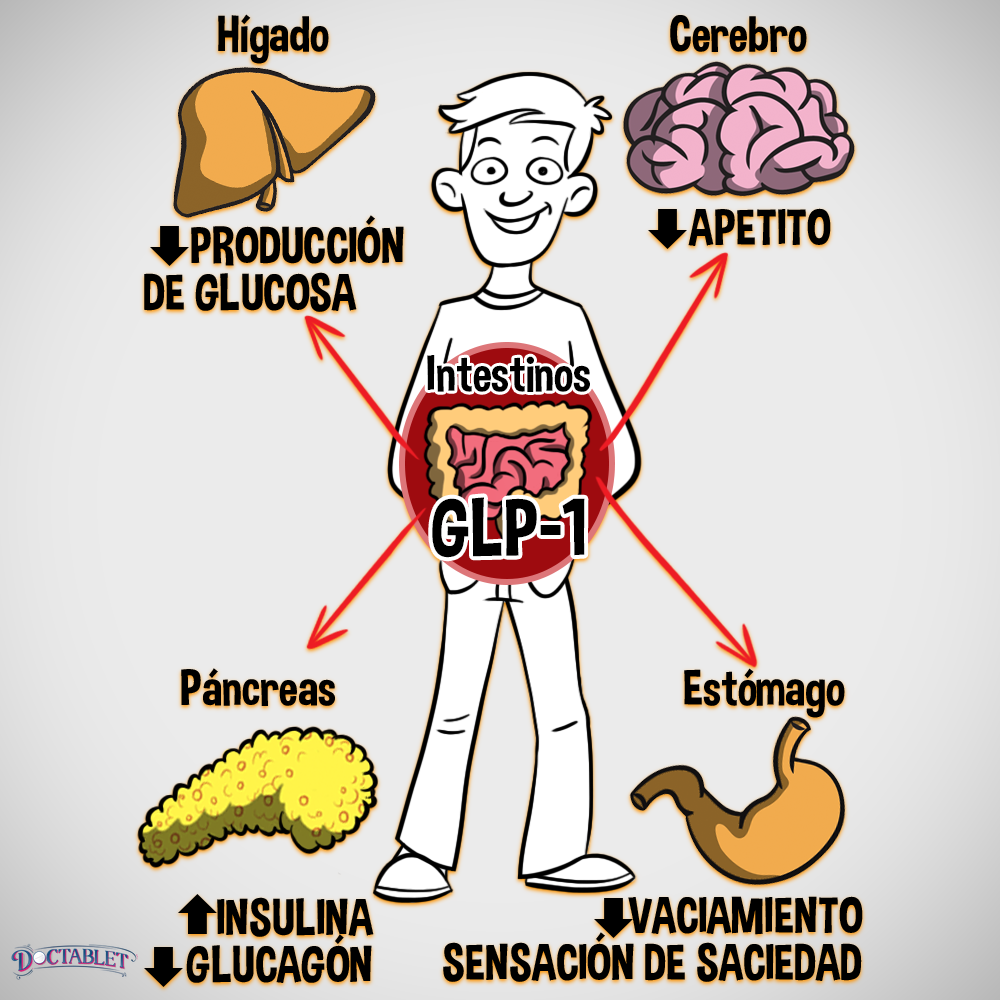 Qué Es El Péptido Similar Al Glucagón Tipo-1, GLP-1 - Doctablet®