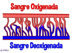 Microvascular, Definición de Microvascular