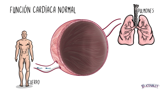La función normal del corazón es un ciclo ente la sístole y la diástole.