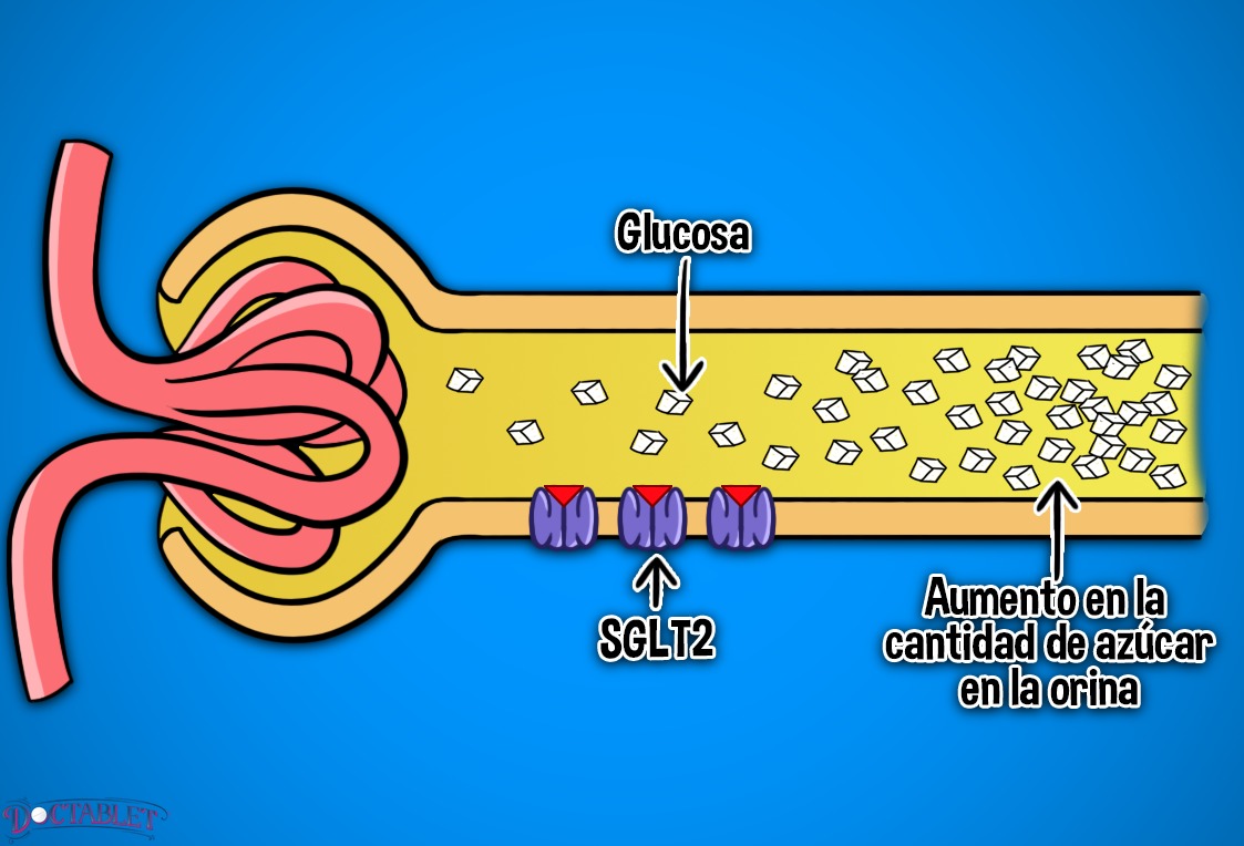  El co-transportador de sodio-glucosa tipo 2) es un receptor que se encuentra principalmente en el riñón
