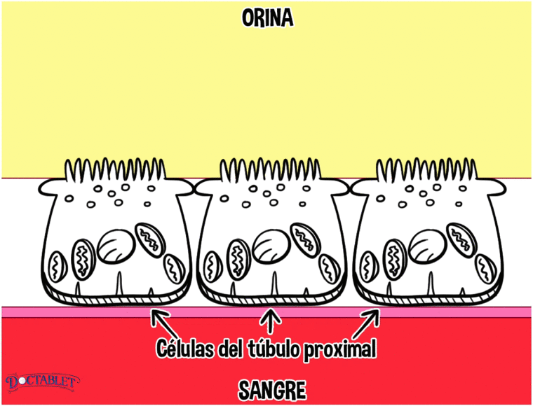 Los inhibidores del co-transpordador de sodio-glucosa tipo 2 se unen a este receptor y bloquean una porción de reabsorción de azúcar, causando que se vierta azúcar a la orina incluso con niveles normales de azúcar en la sangre.