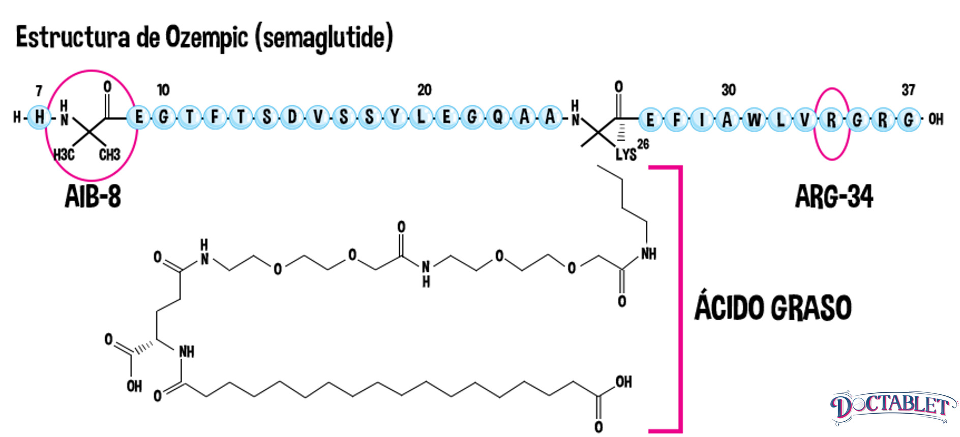 Diagrama de la estructura química de semaglutide Diagrama