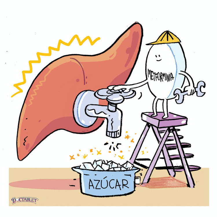 Metformin y su efecto en el hígado