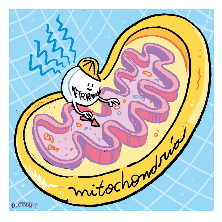 Metformina y su efecto en la mitochondria
