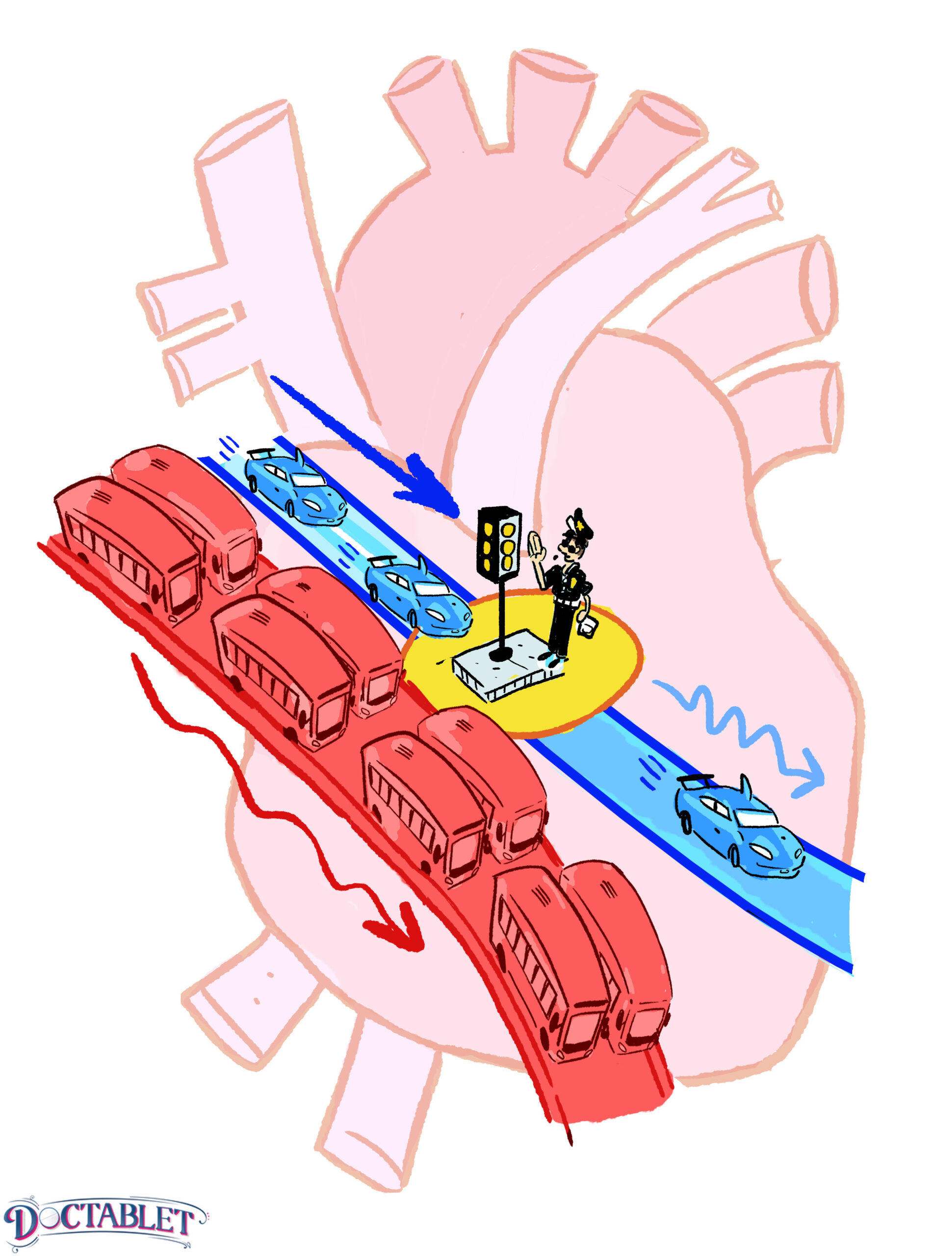 El sistema de conducción eléctrica del corazón - Doctablet