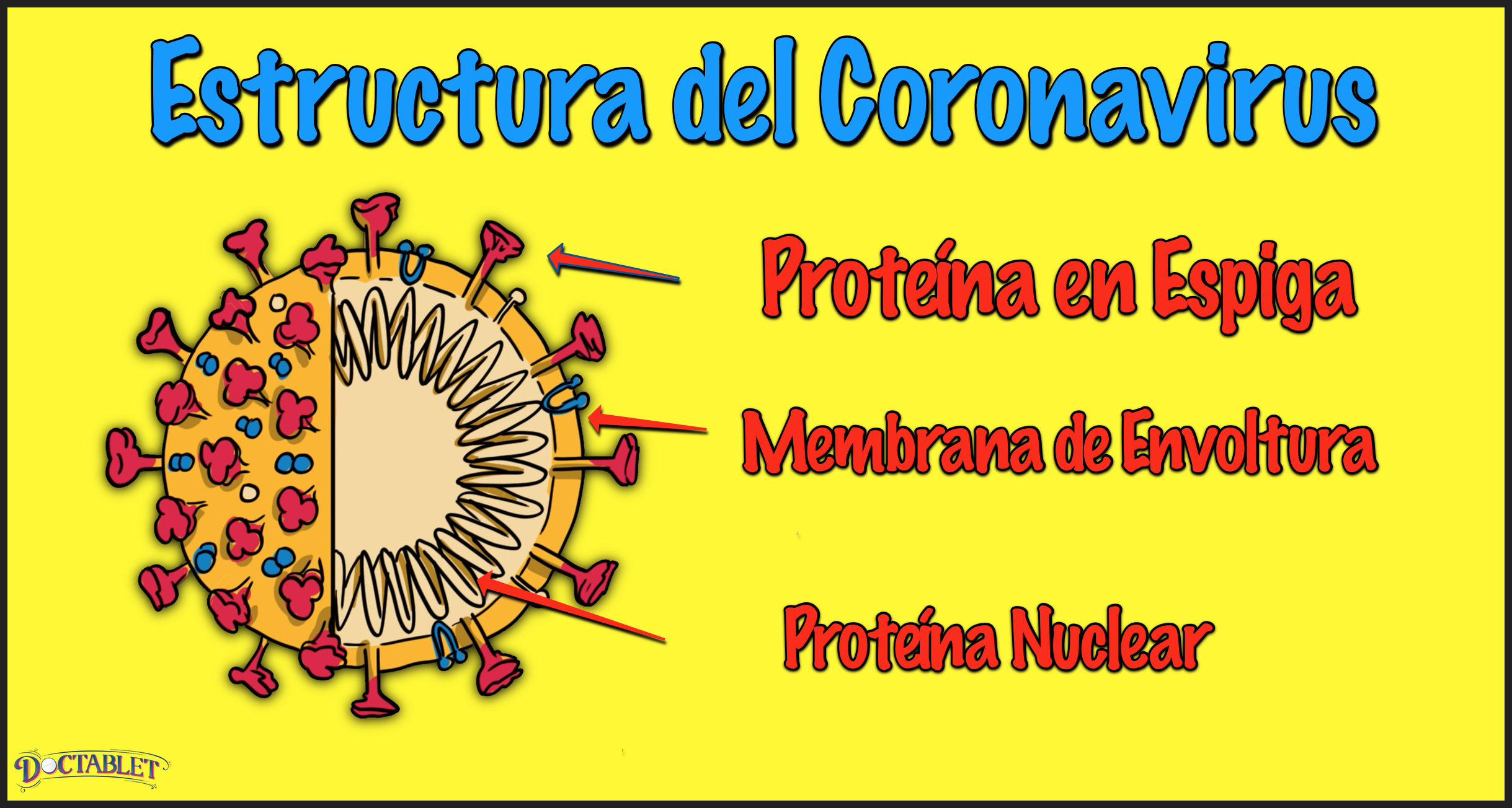 Estructura del Coronavirus