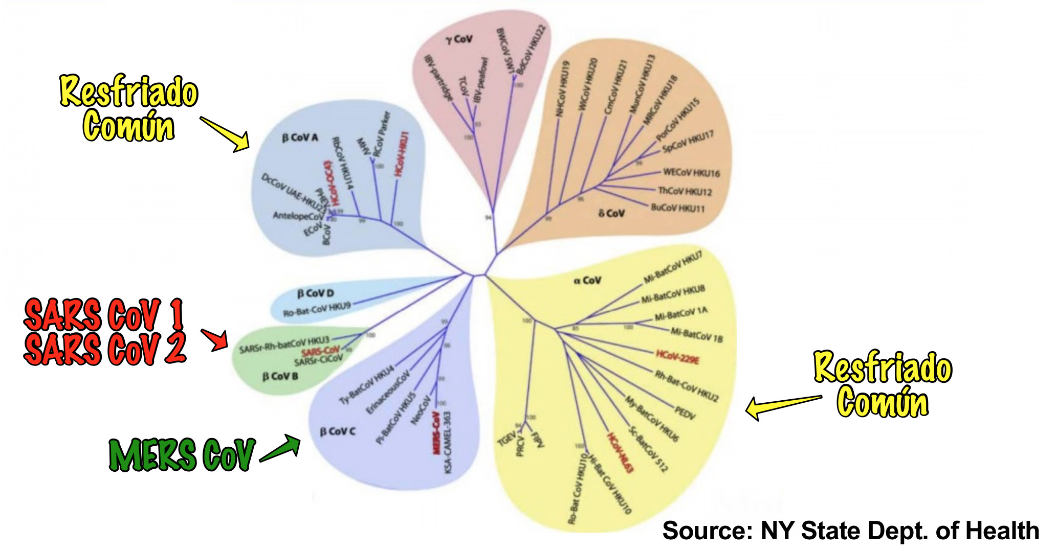 La familia del coronavirus