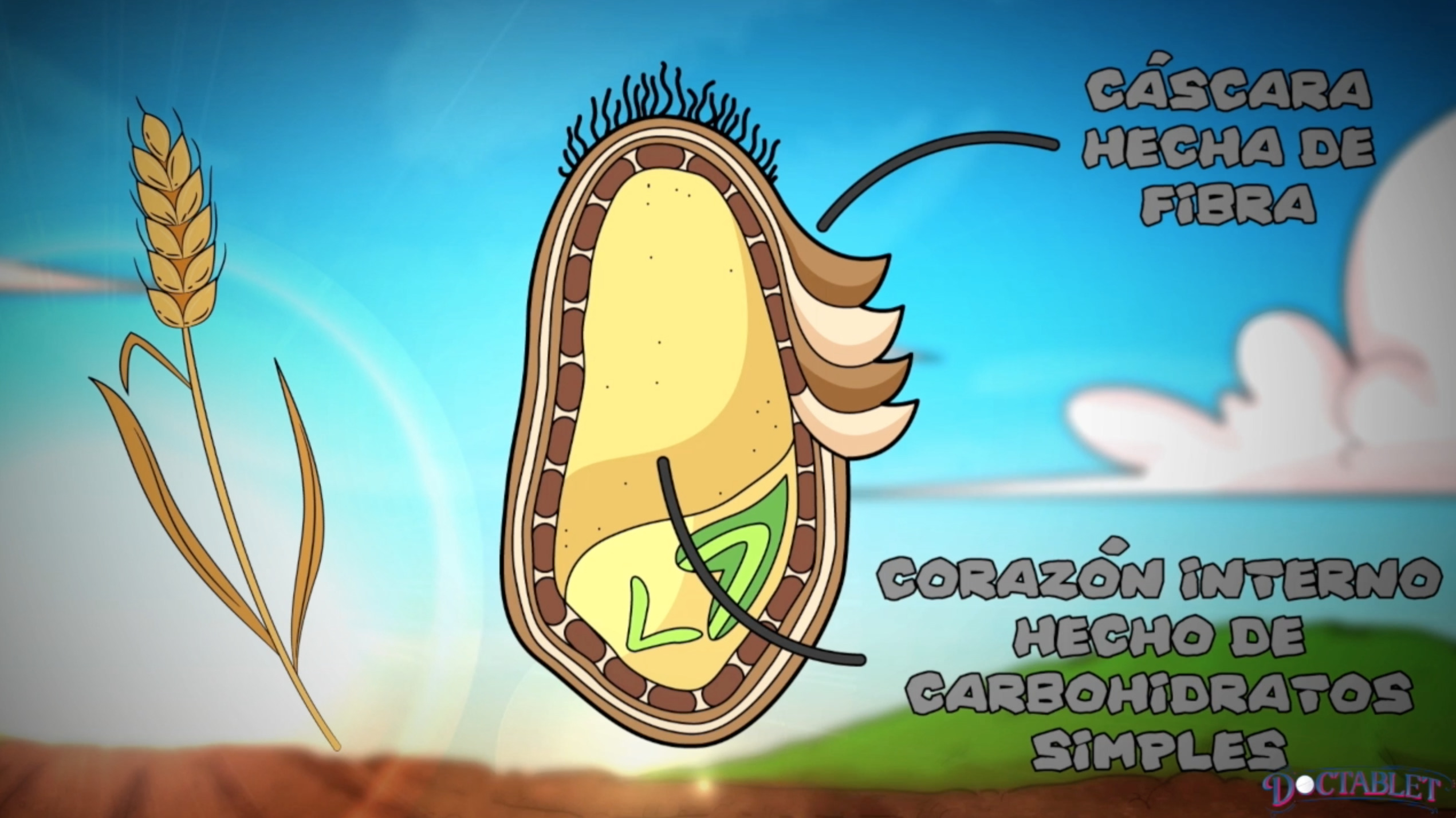 Estructura de un grano con respecto a carbohidratos