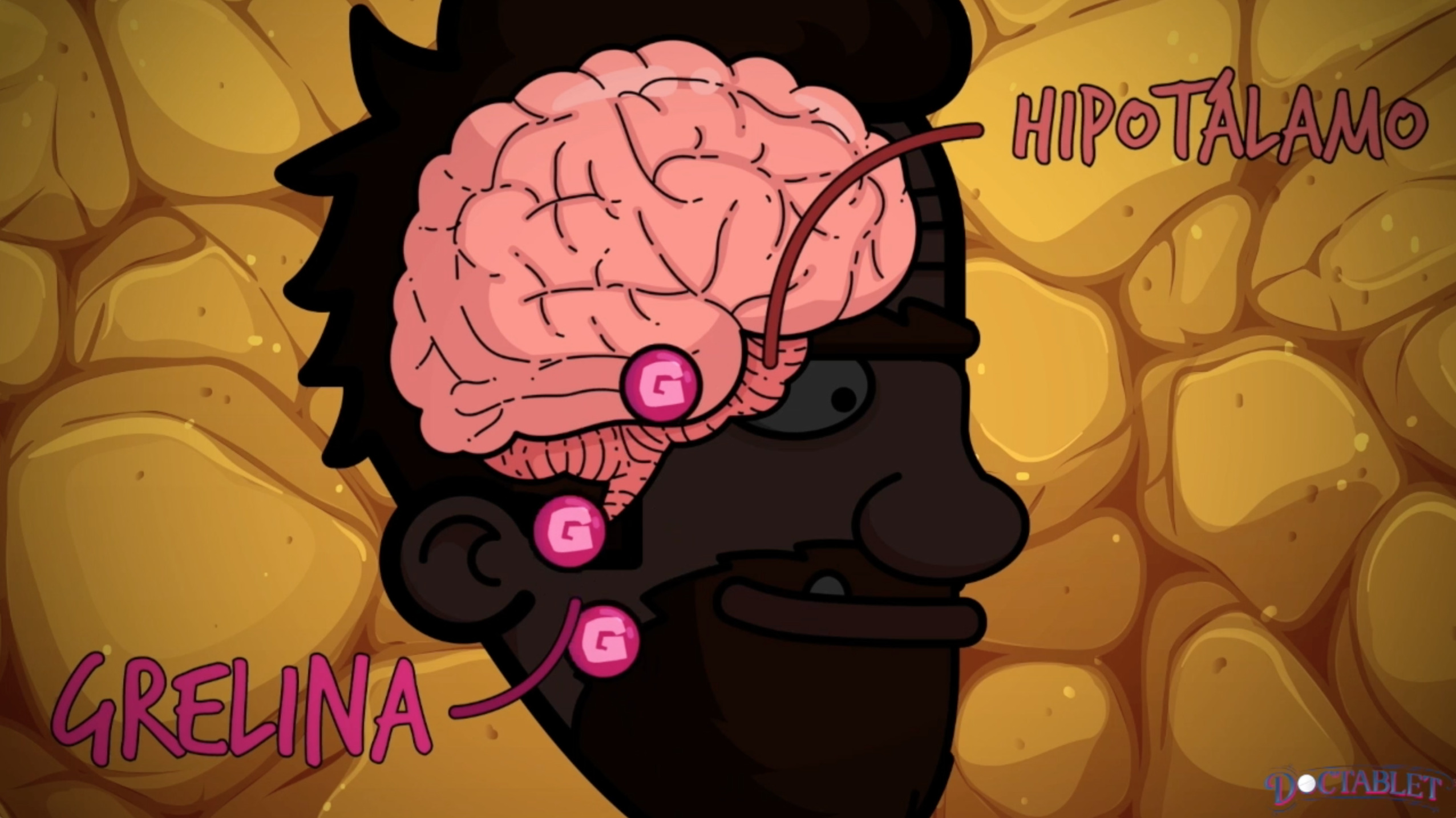 Grelina y su efecto en el apetito