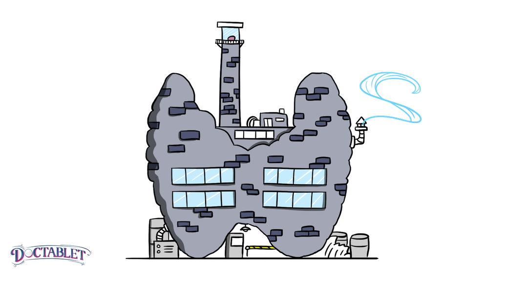 The thyroid factory: Understanding thyroid production