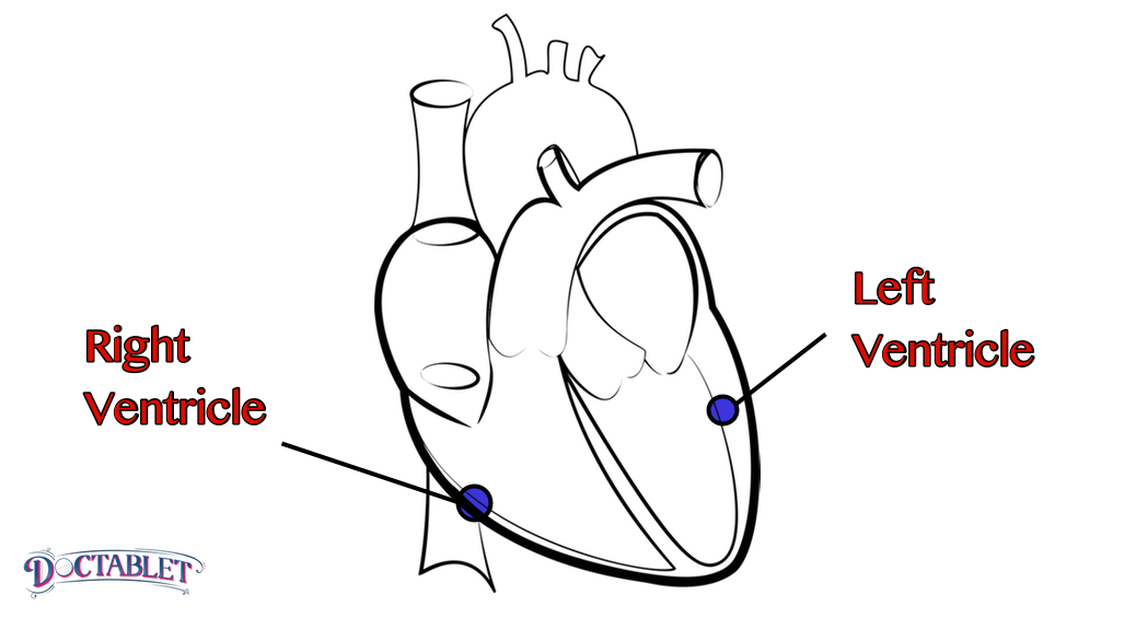 The lower chambers of the heart. There are two ventricles, each with a different function. The right ventricle is a receiving chamber where blood from veins accumulates before it moves on into the lungs. The left ventricle is a muscular cavity whose function is to push blood out into the body.