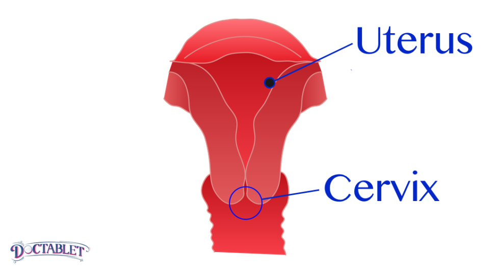 Narrow passage formed from the bottom of the uterus that connects the uterus to the vagina. Named because of its “neck-like” shape.