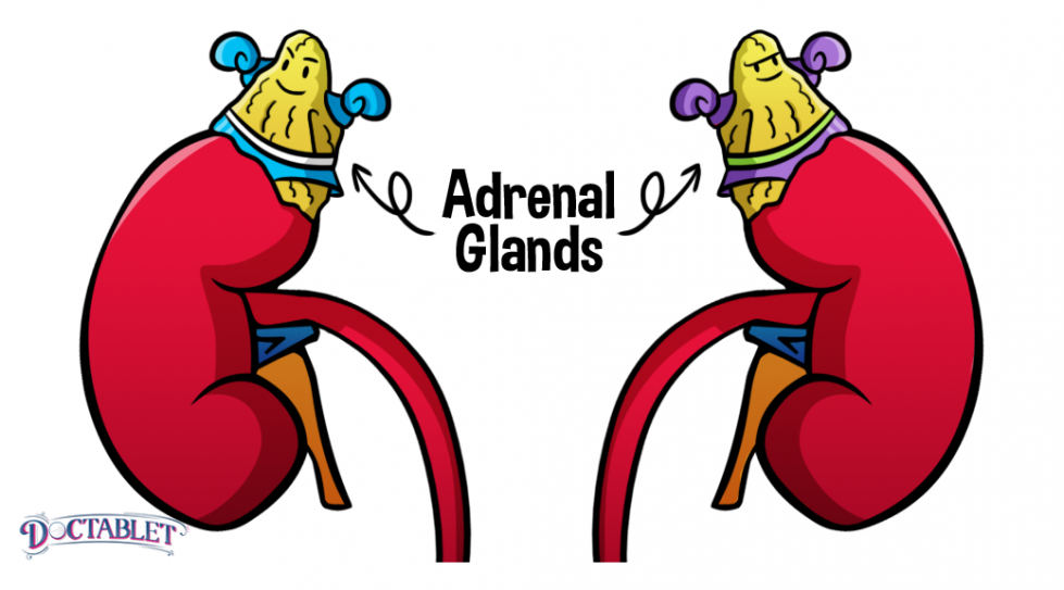 The adrenal glands are essential for life. This post presents a summary of what the adrenal gland does, where it does is and the hormones it produces.