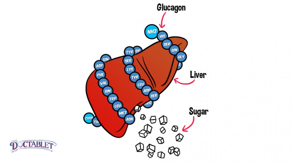 What is function of Glucagon