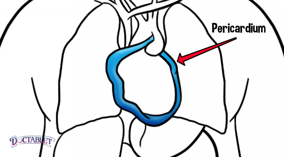 Pericardium function