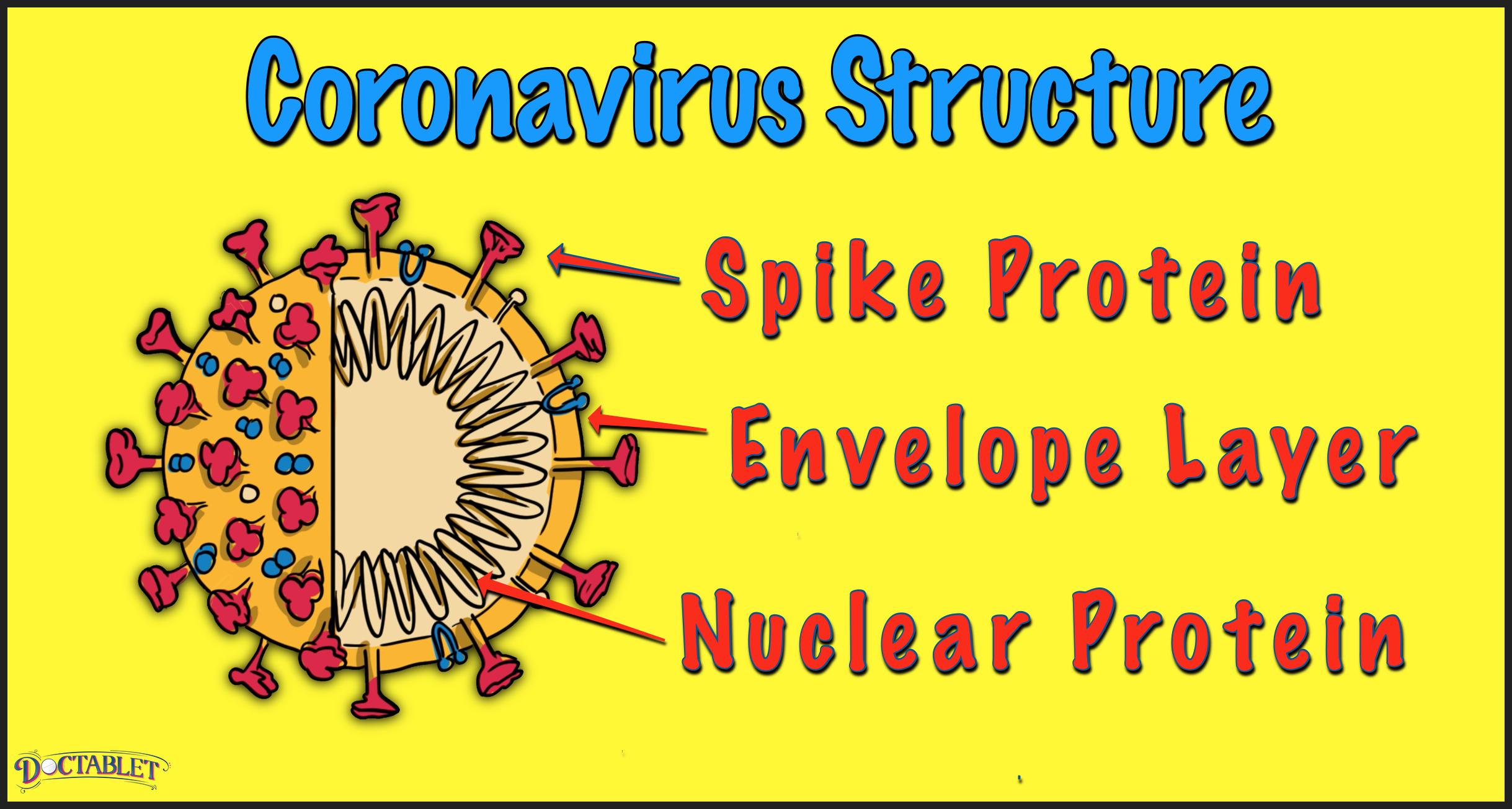 Structure of the Coronavirus