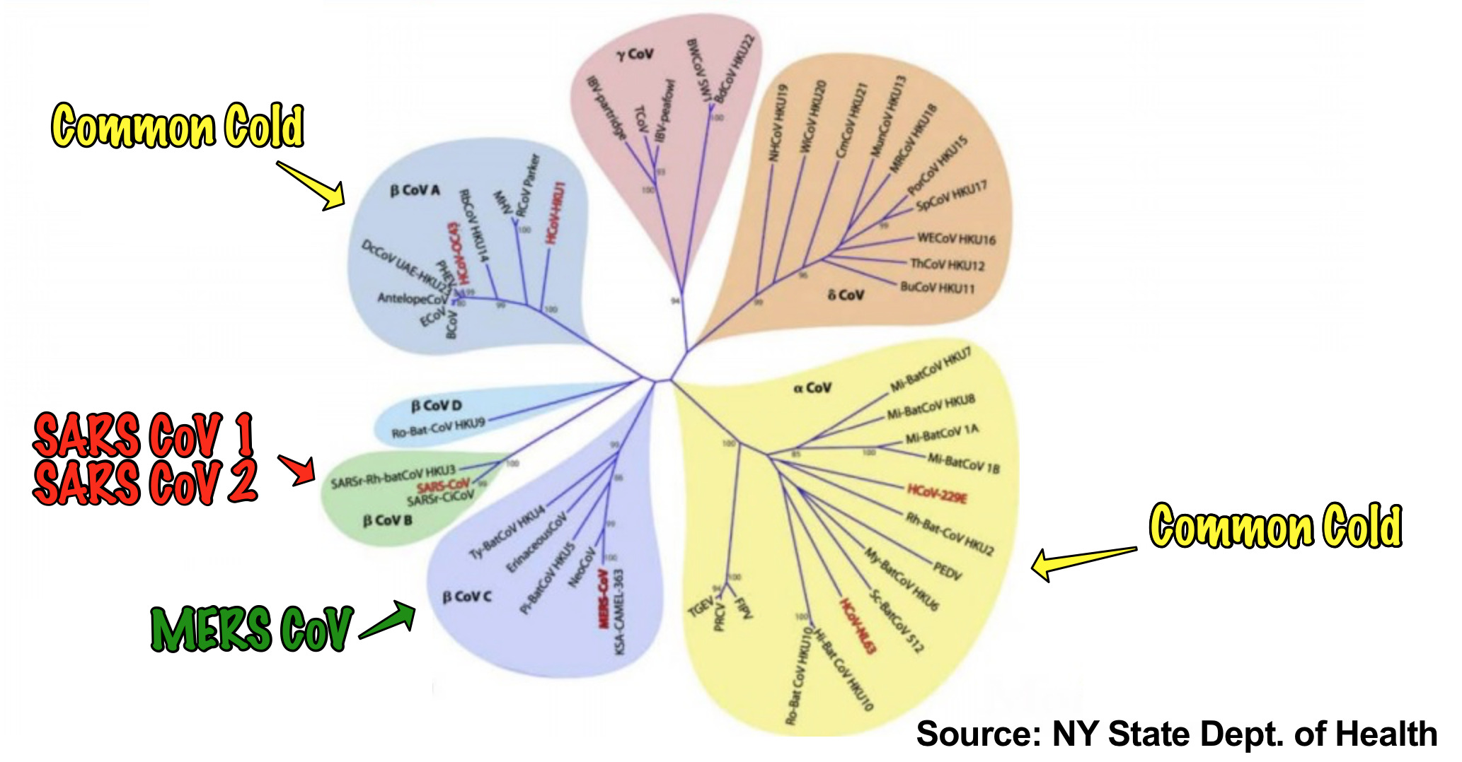 The Coronavirus Family Tree