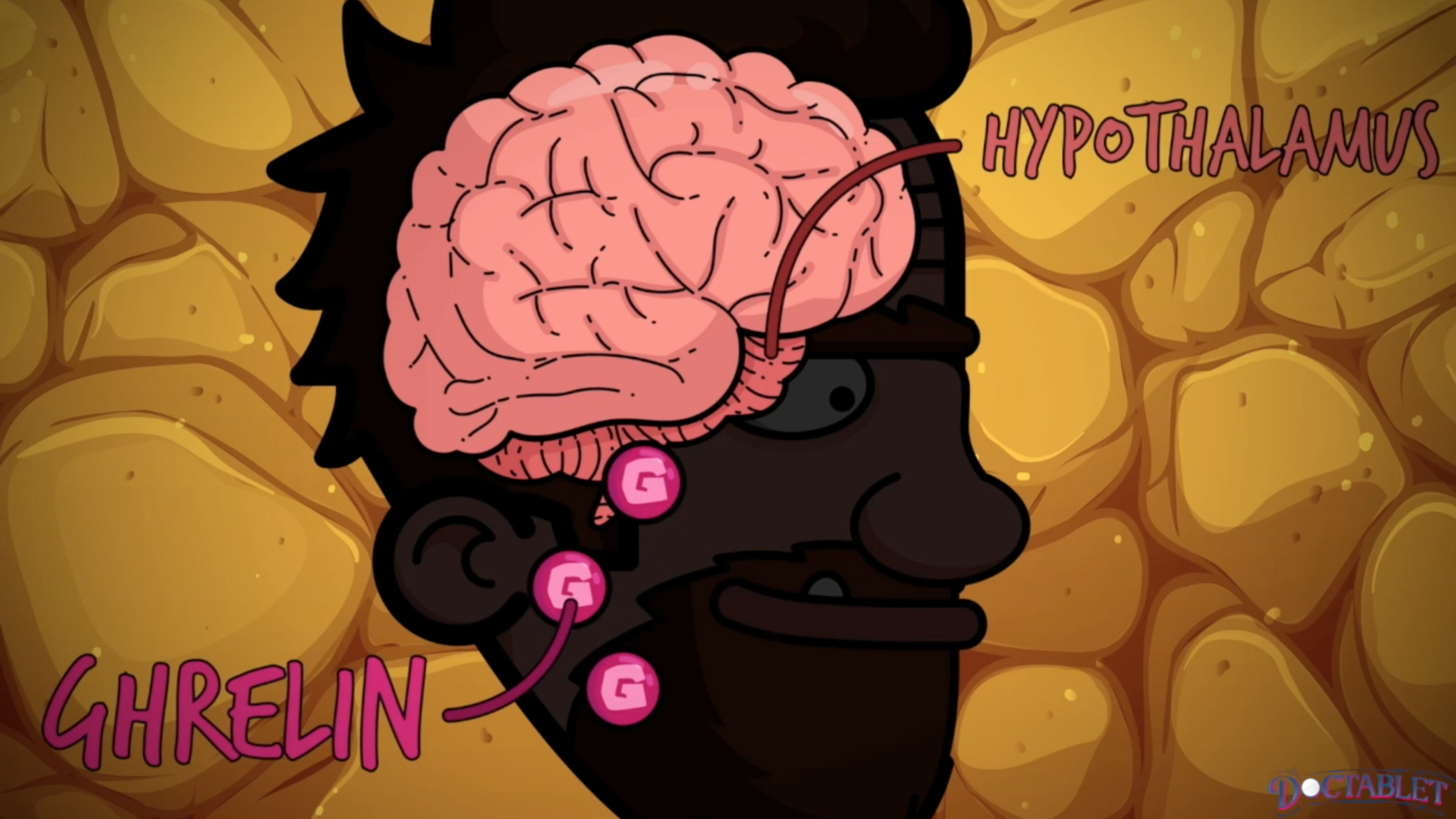 Effects of Ghrelin on the brain